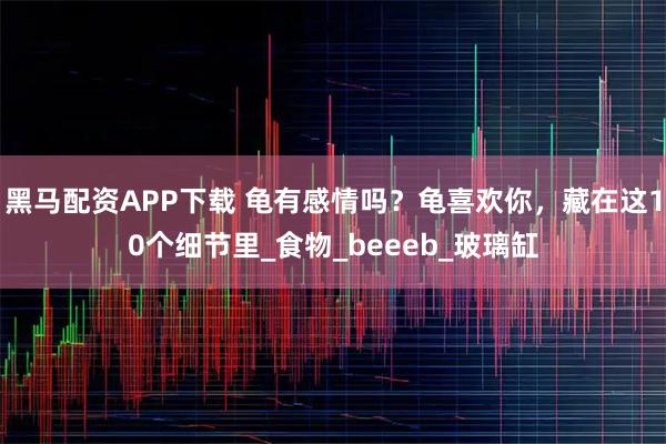 黑马配资APP下载 龟有感情吗？龟喜欢你，藏在这10个细节里_食物_beeeb_玻璃缸